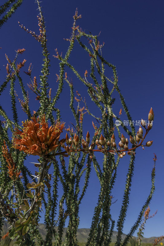 Fouquieria splendens, ocotillo，也被称为马鞭，蜡烛木，slimwood，沙漠珊瑚，Jacob's staff, Jacob cactus，和藤本仙人掌是一种原产于美国西南部索诺拉沙漠和奇瓦瓦沙漠的植物。禅师
